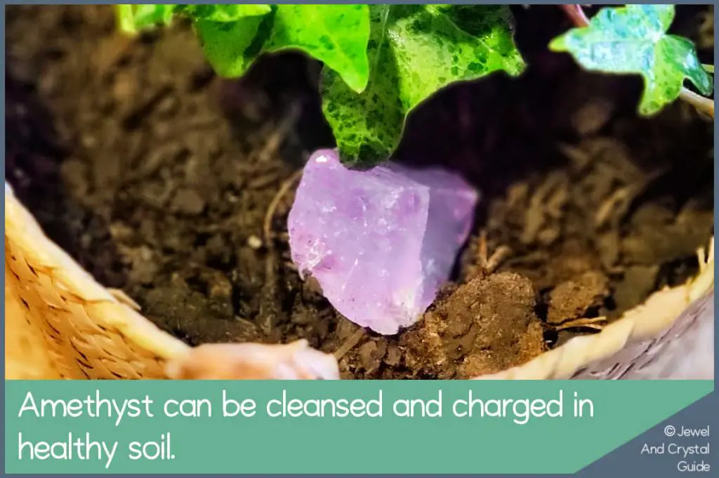 Photo of purple amethyst lying in healthy pot plant soil being charged and cleansed
