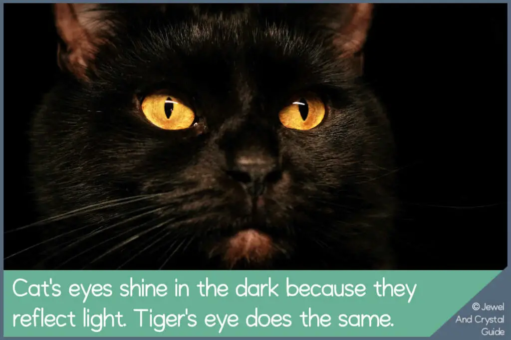 Photo of black cat's eyes shining in the night light to demonstrate chatoyancy