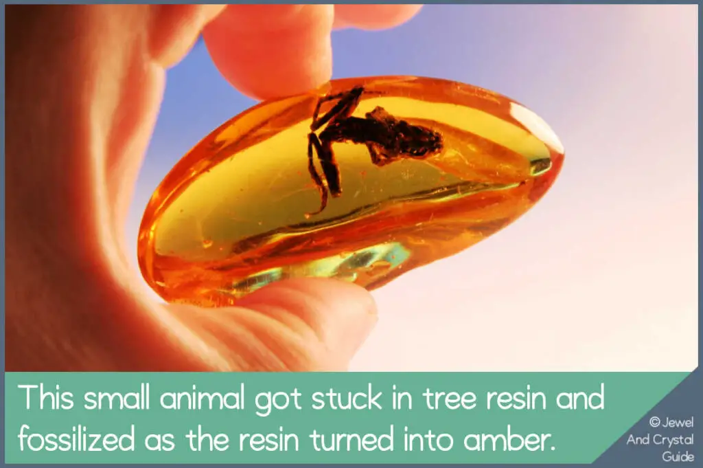 Photo of small animal that fossilized in tree resin as it turned to amber