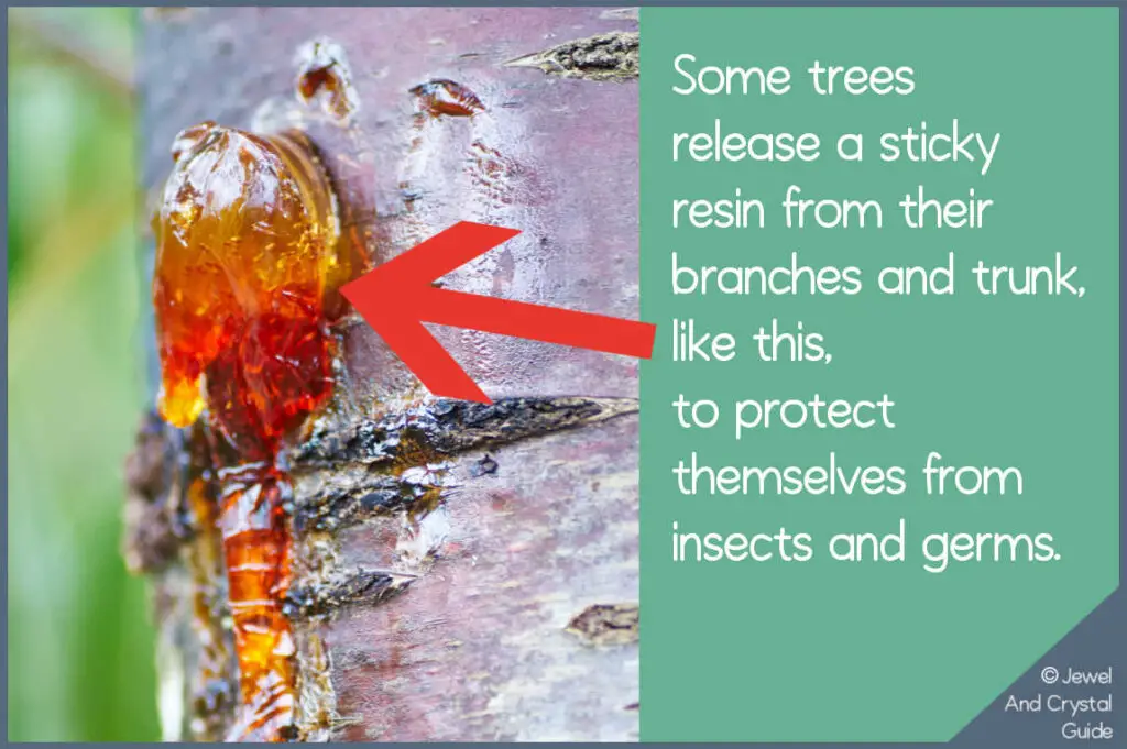 Photo of sticky resin being released from a tree trunk